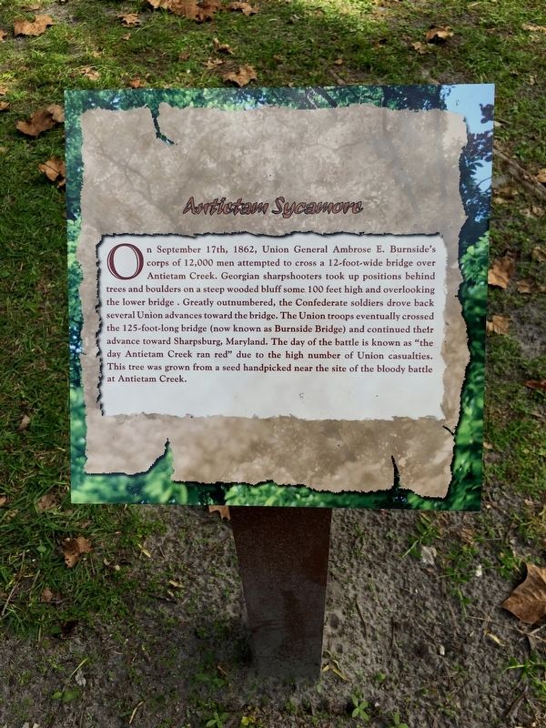 Antietam Sycamore Marker image. Click for full size.