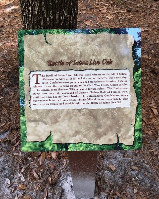 Battle of Selma Live Oak Marker image. Click for full size.
