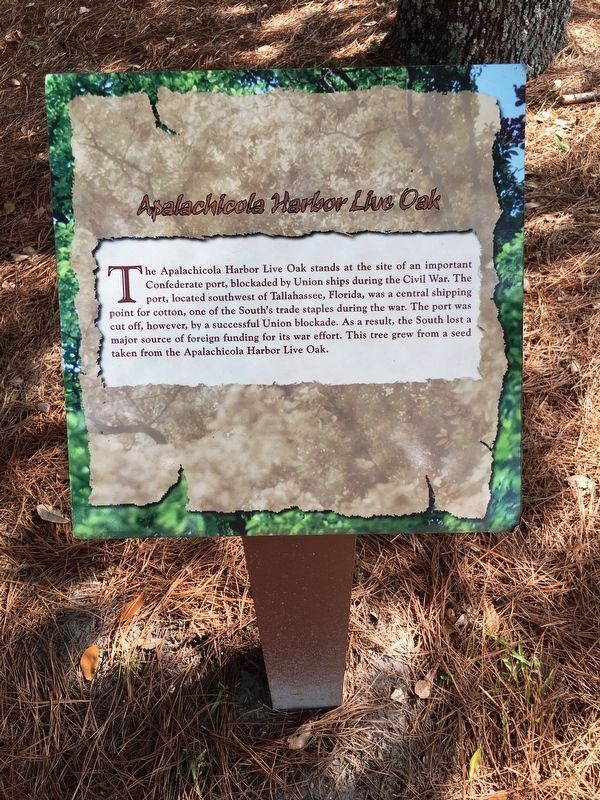 Apalachicola Harbor Live Oak Marker image. Click for full size.
