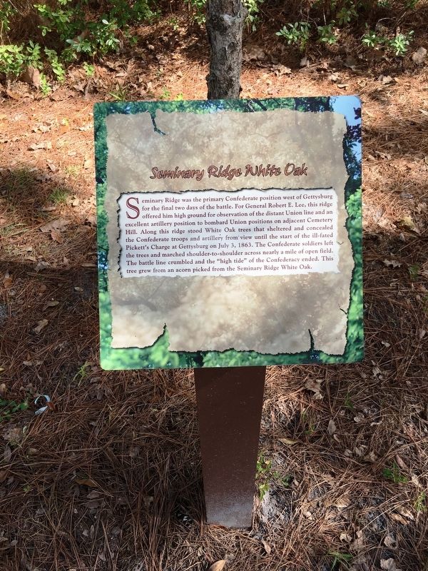 Seminary Ridge White Oak Marker. Click for full size. Seminary Ridge White Oak Marker image. Click for full size.