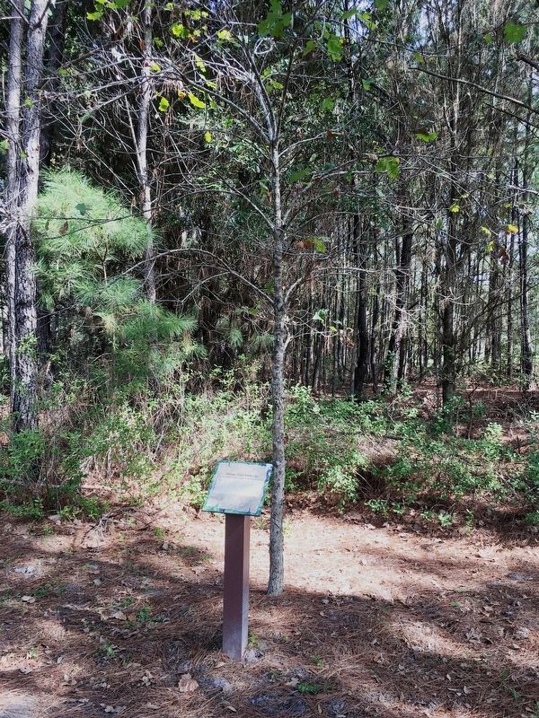 Seminary Ridge White Oak Marker. Click for full size. Seminary Ridge White Oak Marker image. Click for full size.