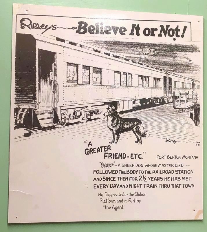 Shep's Vigil, Ripley's Believe It or Not! image. Click for full size.
