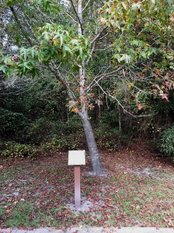 Robert E. Lee Sweetgum Marker. Click for full size. Robert E. Lee Sweetgum Marker image. Click for full size.
