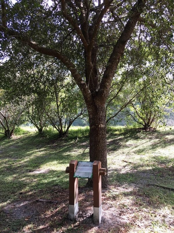 Treaty Live Oak Marker. Click for full size. Treaty Live Oak Marker image. Click for full size.