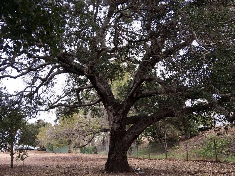 200 Year Old Oak Tree image. Click for full size.