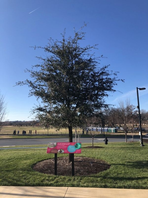 Live Oaks: Specimens of Global, Scholarly and Public Research Marker. Click for full size. Live Oaks: Specimens of Global, Scholarly and Public Research Marker image. Click for full size.