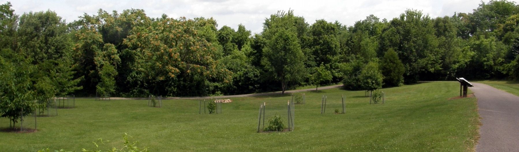 The experimental grove of “Restoration Chestnut 1.0”. image. Click for full size.
