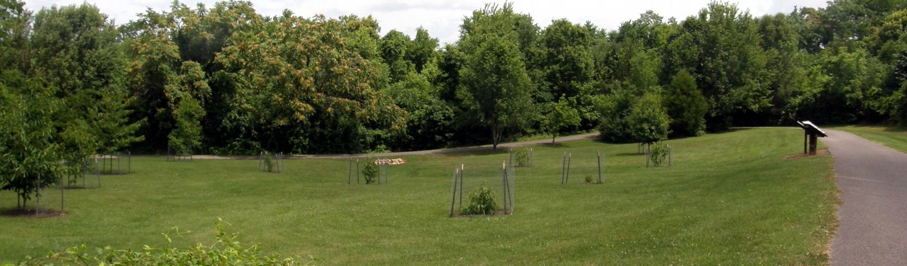 The experimental grove of “Restoration Chestnut 1.0”. image. Click for full size.