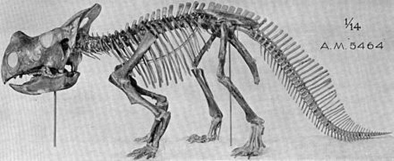 Mounted skeleton incorrectly restored with a nasal horn image. Click for full size.