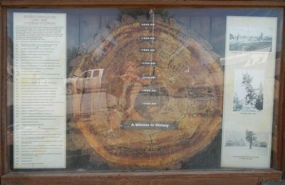 Early Ovando Years Marker - A Witness to History, panel 2 image. Click for full size.