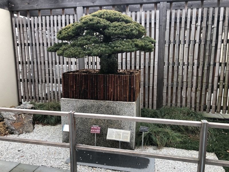 Bonsai and Marker image. Click for full size.
