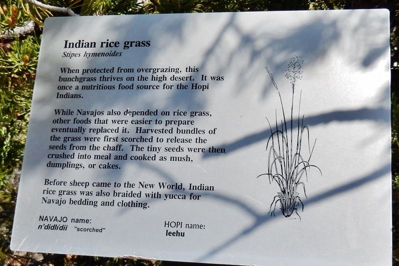 Indian Rice Grass Marker. Click for full size. Indian Rice Grass Marker image. Click for full size.