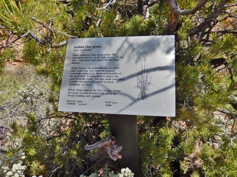 Indian Rice Grass Marker (<i>wide view</i>). Click for full size. Indian Rice Grass Marker (<i>wide view</i>) image. Click for full size.
