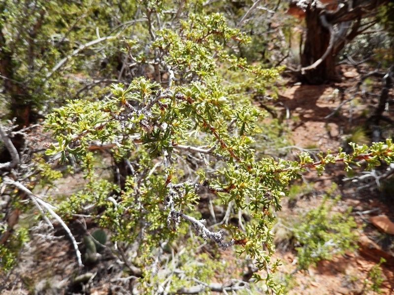 Cliffrose (<i>located beside marker; not in bloom</i>) image. Click for full size.
