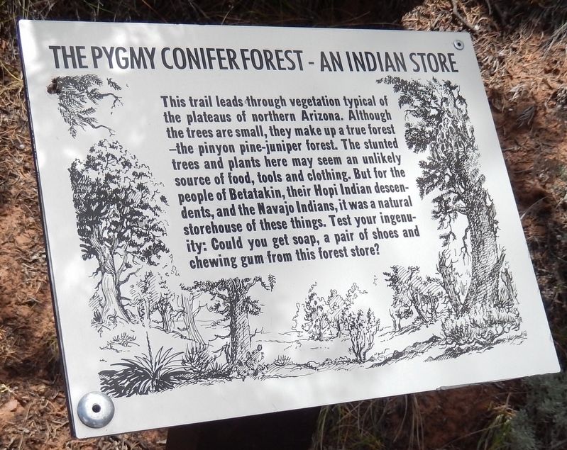 The Pygmy Conifer Forest - An Indian Store Marker. Click for full size. The Pygmy Conifer Forest - An Indian Store Marker image. Click for full size.
