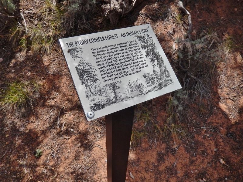 The Pygmy Conifer Forest Marker (<i>wide view</i>). Click for full size. The Pygmy Conifer Forest Marker (<i>wide view</i>) image. Click for full size.