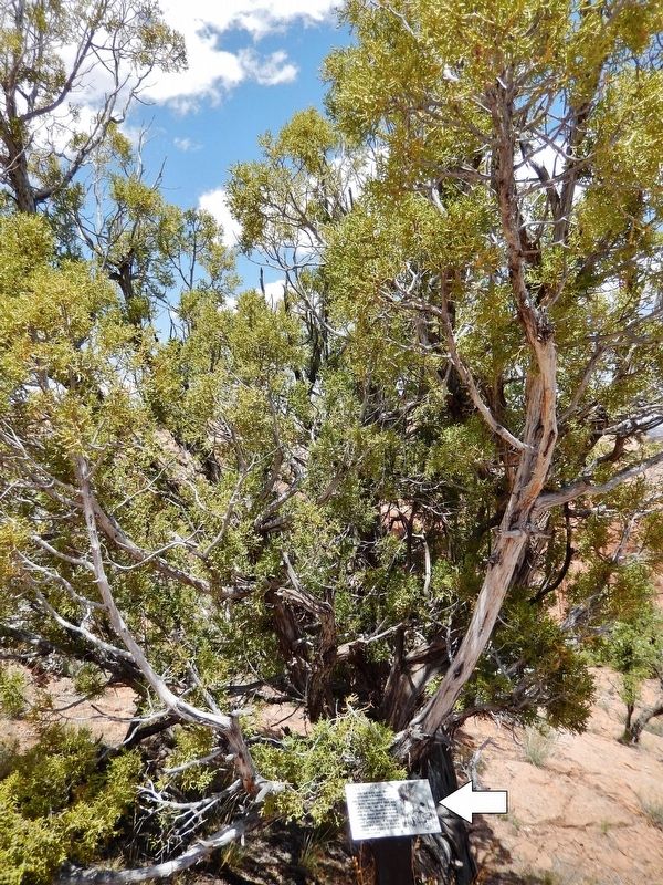 Utah Juniper Marker • <i>tall view<br>(Utah Juniper in background)</i>. Click for full size. Utah Juniper Marker • <i>tall view<br>(Utah Juniper in background)</i> image. Click for full size.