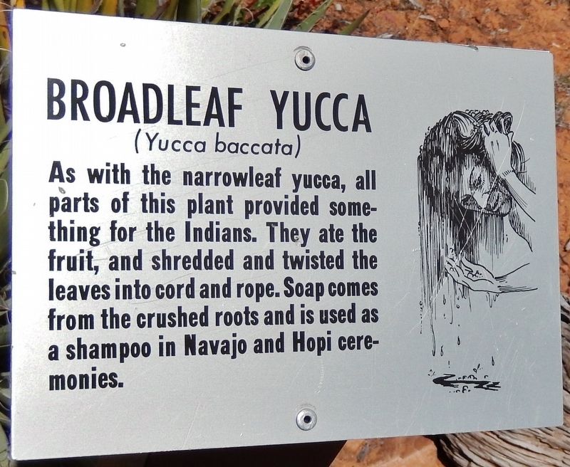 Broadleaf Yucca Marker. Click for full size. Broadleaf Yucca Marker image. Click for full size.