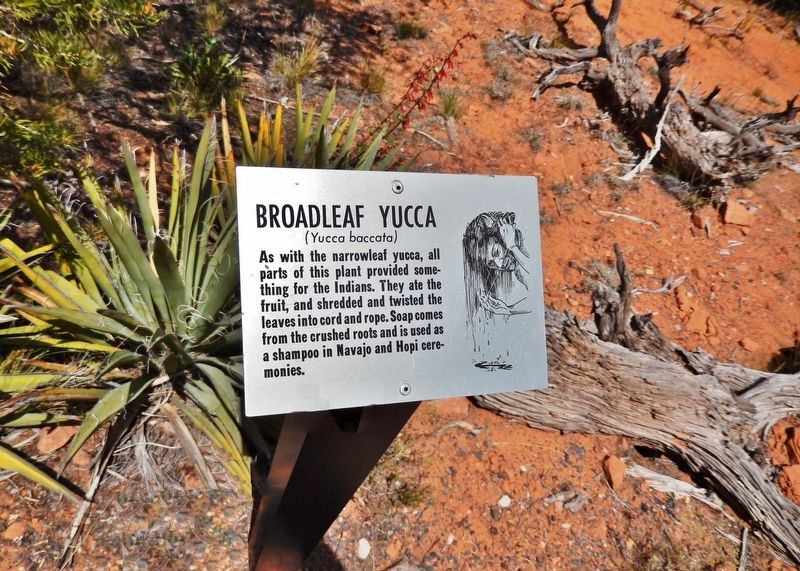Broadleaf Yucca Marker  <i>wide view<br>(Broadleaf Yucca in left background)</i> image. Click for full size.