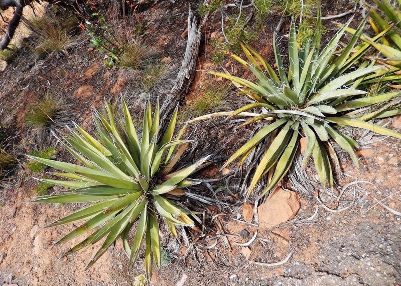 Broadleaf Yucca (<i>Yucca baccata</i>)<br>(<i>located beside the trail, near marker</i>). Click for full size. Broadleaf Yucca (<i>Yucca baccata</i>)<br>(<i>located beside the trail, near marker</i>) image. Click for full size.