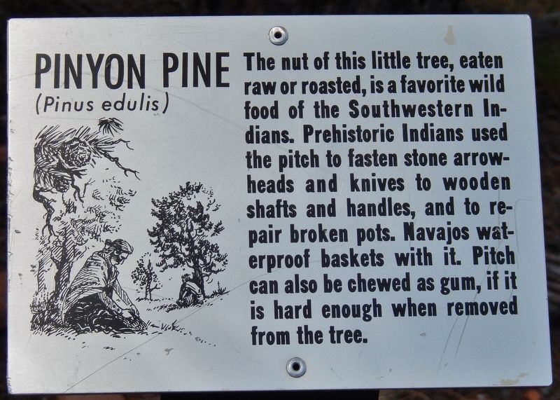Pinyon Pine Marker. Click for full size. Pinyon Pine Marker image. Click for full size.