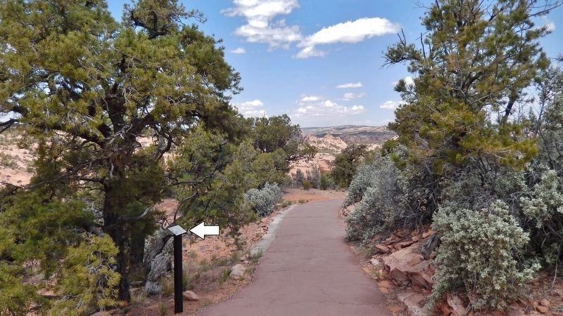 Pinyon Pine Marker <i>wide view<br>(marker visible on left/north side of Sandal Trail)</i>. Click for full size. Pinyon Pine Marker <i>wide view<br>(marker visible on left/north side of Sandal Trail)</i> image. Click for full size.