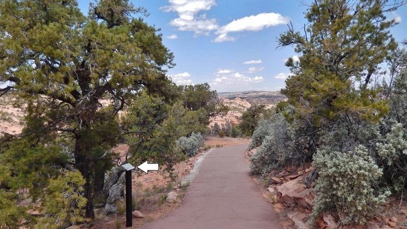 Pinyon Pine Marker  <i>wide view<br>(marker visible on left/north side of Sandal Trail)</i> image. Click for full size.