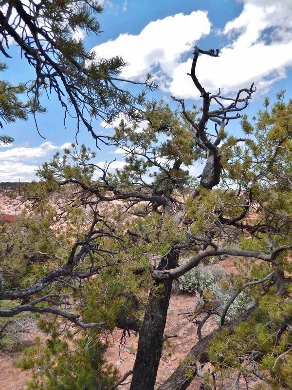 Pinyon Pine (<i>Pinus edulis</i>)<br>(<i>located beside the trail, near marker</i>). Click for full size. Pinyon Pine (<i>Pinus edulis</i>)<br>(<i>located beside the trail, near marker</i>) image. Click for full size.