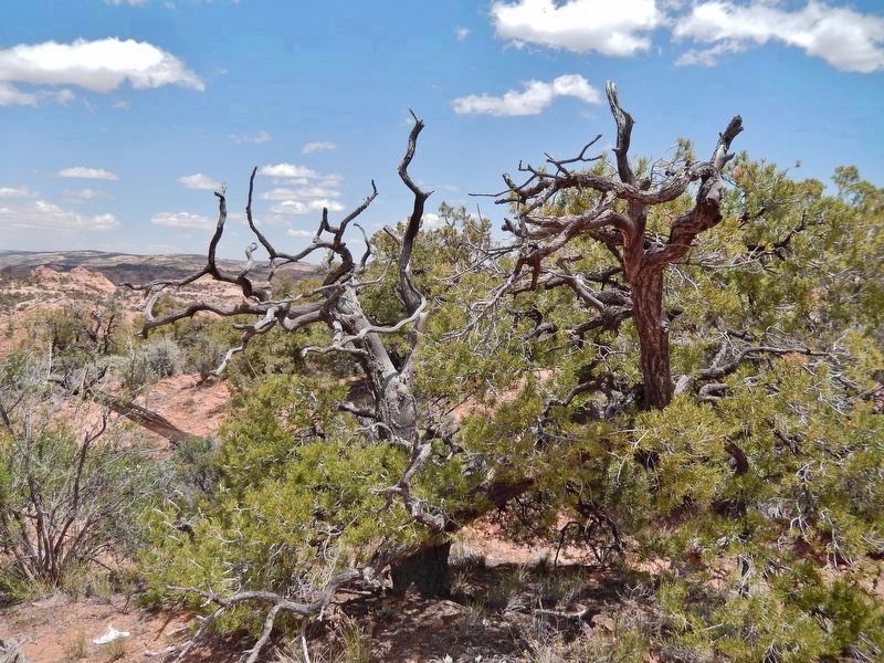 Pinyon Pine (<i>Pinus edulis</i>)<br>(<i>located beside the trail, near marker</i>) image. Click for full size.