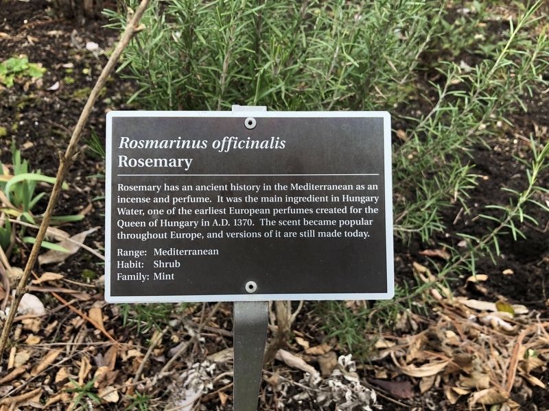<i>Rosmarinus officinalis</i> Marker. Click for full size. <i>Rosmarinus officinalis</i> Marker image. Click for full size.