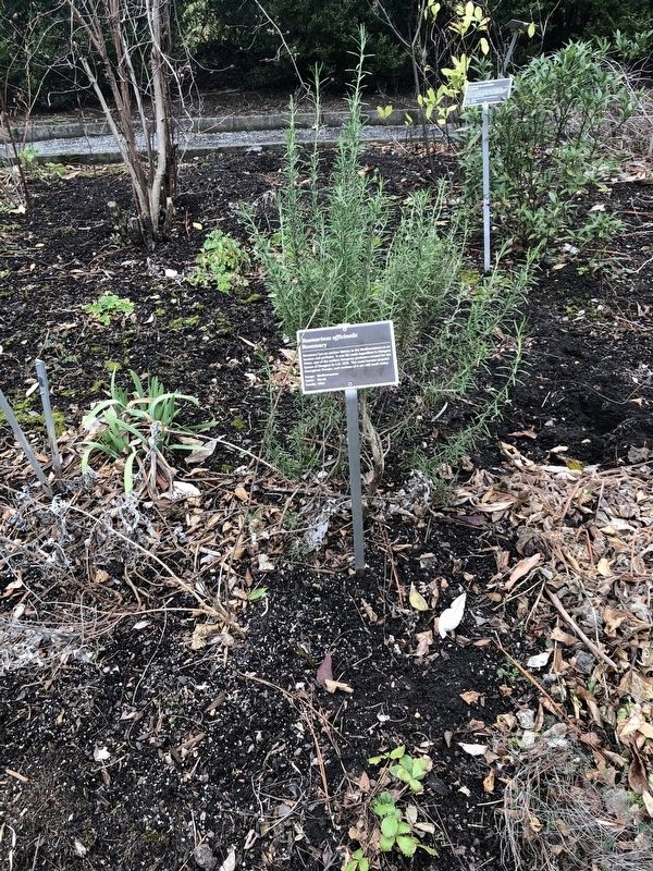 <i>Rosmarinus officinalis</i> Marker. Click for full size. <i>Rosmarinus officinalis</i> Marker image. Click for full size.