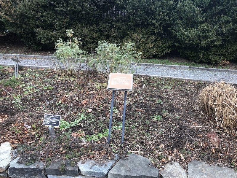 Dioscorides Garden Marker. Click for full size. Dioscorides Garden Marker image. Click for full size.