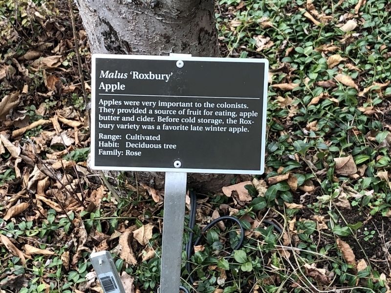 <i>Malus</i> 'Roxbury' Marker. Click for full size. <i>Malus</i> 'Roxbury' Marker image. Click for full size.