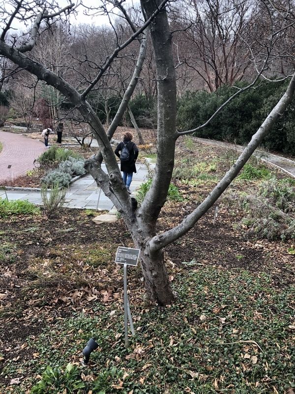 <i>Malus</i> 'Roxbury' Marker. Click for full size. <i>Malus</i> 'Roxbury' Marker image. Click for full size.