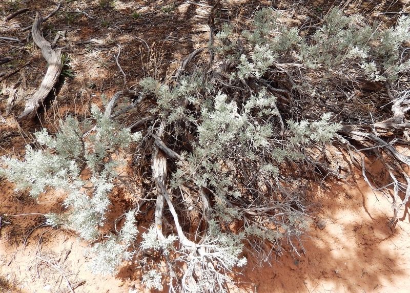Big Sagebrush (<i>Artemisia tridentata</i>)<br>(<i>located beside the trail, near marker</i>) image. Click for full size.