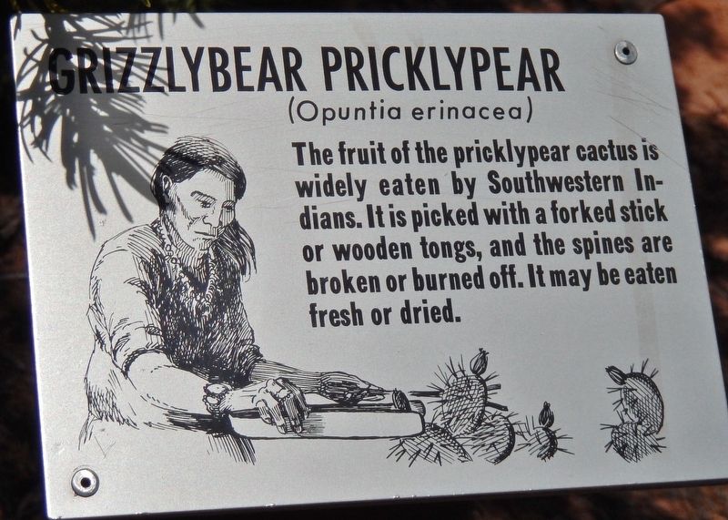 Grizzlybear Pricklypear Marker. Click for full size. Grizzlybear Pricklypear Marker image. Click for full size.