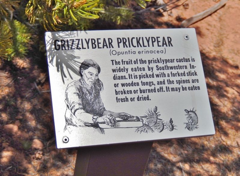 Grizzlybear Pricklypear Marker (<i>wide view</i>). Click for full size. Grizzlybear Pricklypear Marker (<i>wide view</i>) image. Click for full size.