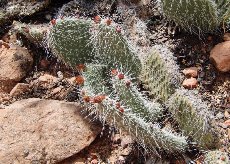 Grizzlybear Pricklypear (<i>Opuntia erinacea</i>)<br>(<i>located beside the trail, near marker</i>). Click for more information. Grizzlybear Pricklypear (<i>Opuntia erinacea</i>)<br>(<i>located beside the trail, near marker</i>) image. Click for more information.