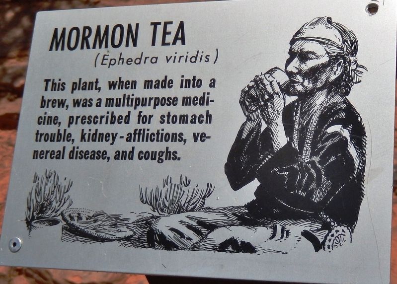 Mormon Tea Marker image. Click for full size.