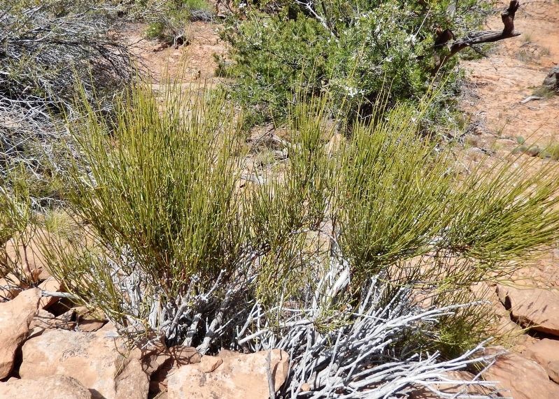 Mormon Tea (<i>Ephedra viridis</i>)<br>(<i>located beside the trail, near marker</i>). Click for full size. Mormon Tea (<i>Ephedra viridis</i>)<br>(<i>located beside the trail, near marker</i>) image. Click for full size.
