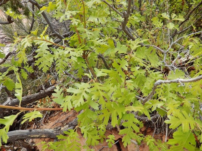 Gambel Oak (<i>Quercus gambelii</i>)<br>(<i>located beside the trail, near marker</i>) image. Click for full size.