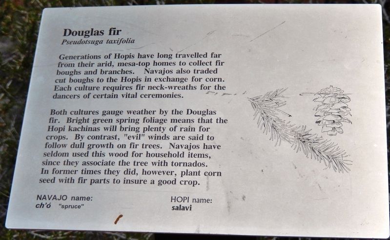 Douglas Fir Marker image. Click for full size.
