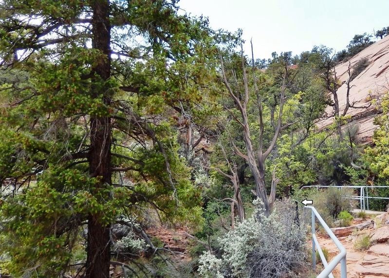 Douglas Fir Marker � <i>wide view<br>(marker visible beside railing)</i> image. Click for full size.