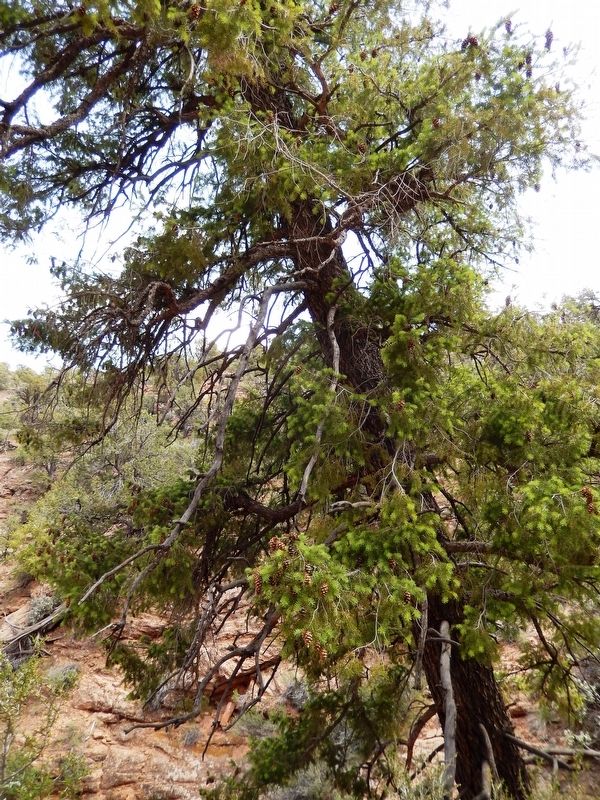 Douglas Fir (<i>Pseudotsuga taxifolia</i>)<br>(<i>located beside the trail, near marker</i>) image. Click for full size.
