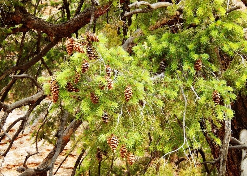Douglas Fir (<i>Pseudotsuga taxifolia</i>)<br>(<i>located beside the trail, near marker</i>) image. Click for full size.