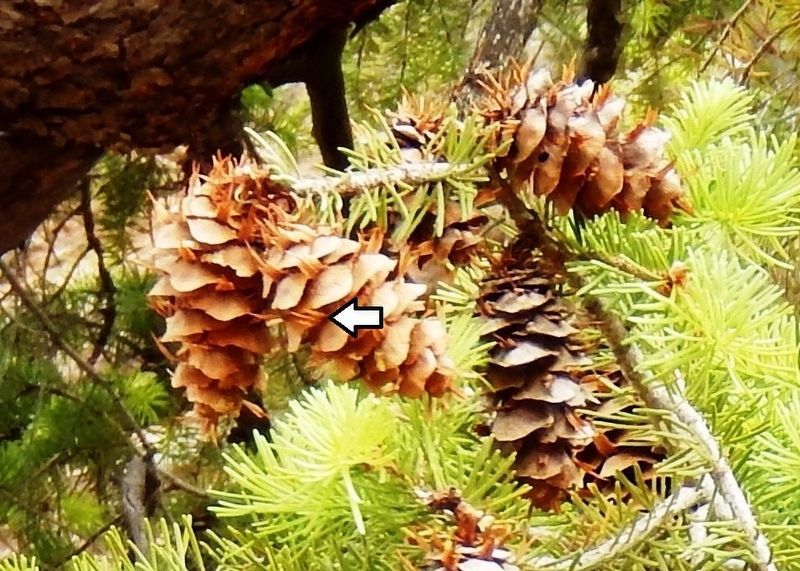Douglas Fir Cone detail image. Click for full size.