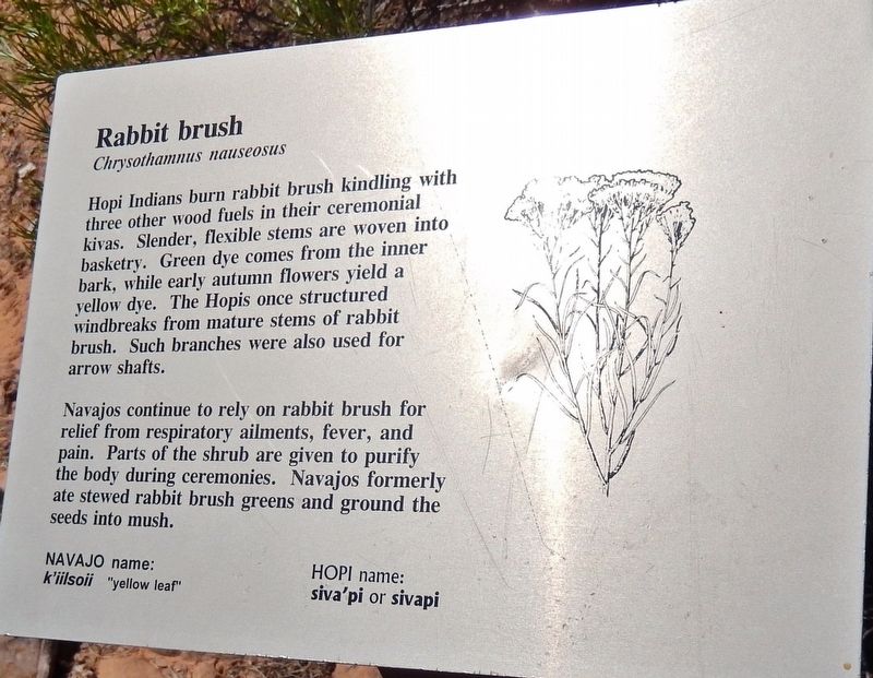 Rabbit Brush Marker. Click for full size. Rabbit Brush Marker image. Click for full size.
