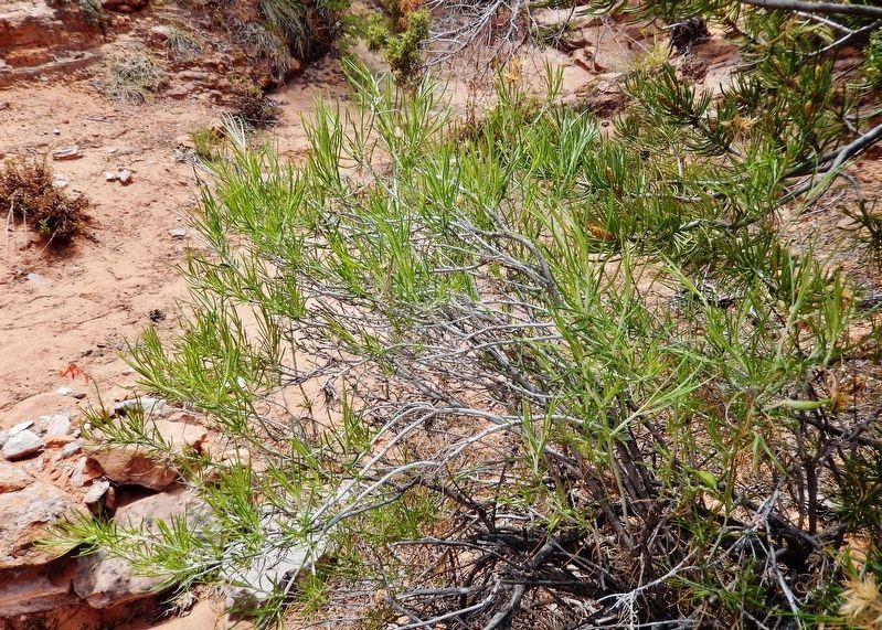 Rabbit Brush (<i>Chrysothamnus nauseosus</i>)<br>(<i>located along trail, beside the marker</i>) image. Click for full size.