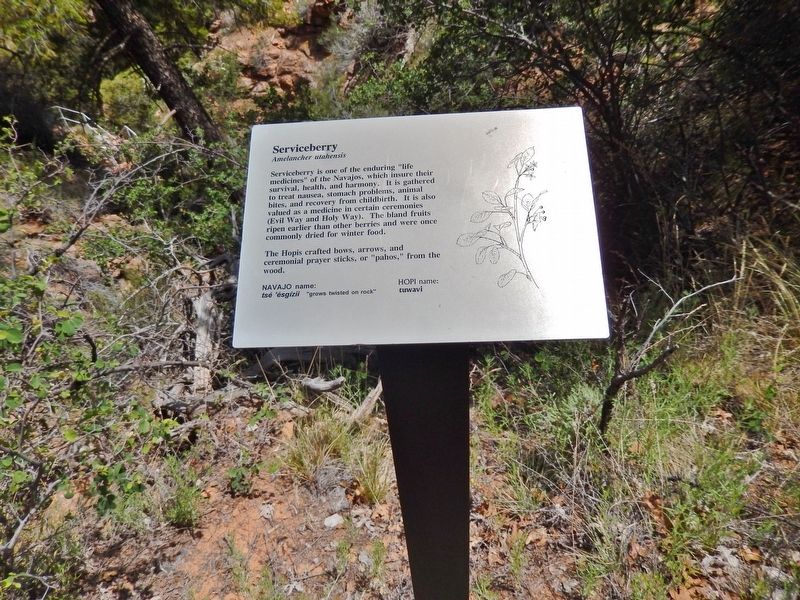 Serviceberry Marker (<i>wide view</i>). Click for full size. Serviceberry Marker (<i>wide view</i>) image. Click for full size.