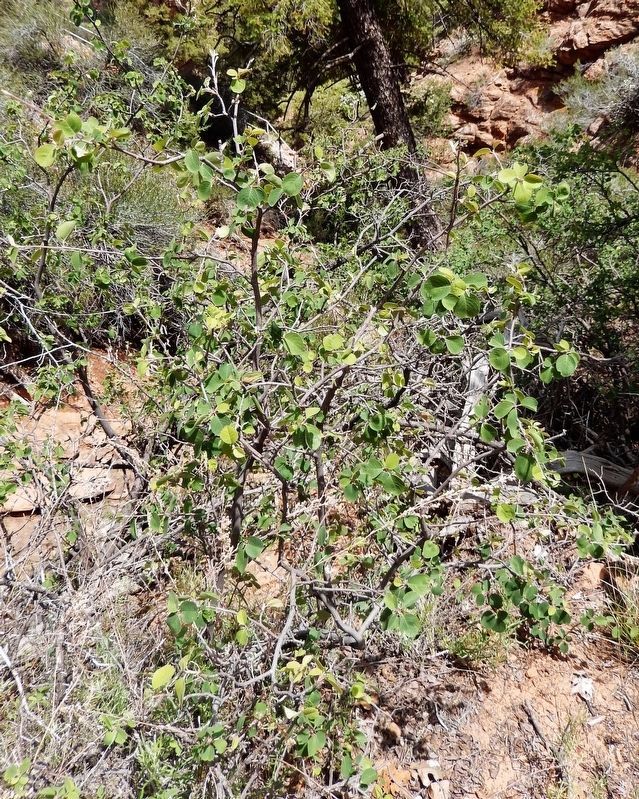 Serviceberry (<i>Amelanchier utahensis</i>)<br>(<i>located along trail, beside the marker</i>). Click for full size. Serviceberry (<i>Amelanchier utahensis</i>)<br>(<i>located along trail, beside the marker</i>) image. Click for full size.